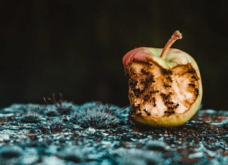 Apple notarizes six malicious apps posing as Flash installers