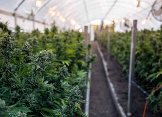 GrowDiaries Exposes Emails, Passwords of 1.4M Cannabis Growers
