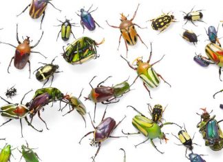 Record Levels of Software Bugs Plague Short-Staffed IT Teams in 2020
