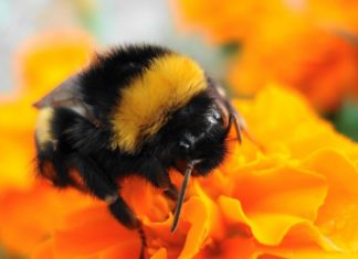 BumbleBee Opens Exchange Servers in xHunt Spy Campaign