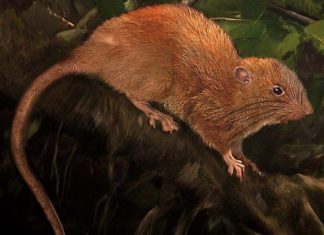 It’s Not the Trump Sex Tape, It’s a RAT
