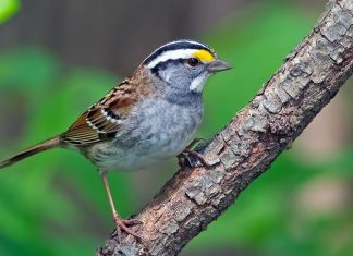 Mysterious Silver Sparrow Malware Found Nesting on 30K Macs