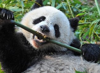 New Crypto-Stealer ‘Panda’ Spread via Discord