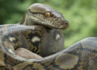 Cryptominers Slither into Python Projects in Supply-Chain Campaign