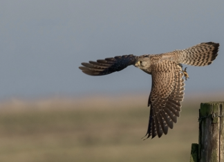 IBM Kestrel threat hunting language granted to Open Cybersecurity Alliance