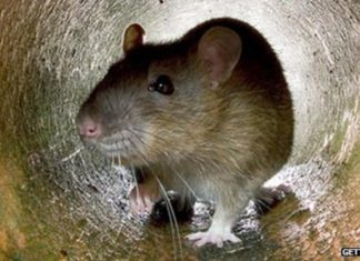 BIOPASS RAT Uses Live Streaming Steal Victims’ Data