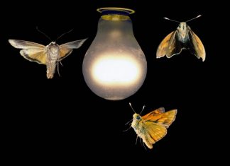 Fake Zoom App Dropped by New APT ‘LuminousMoth’