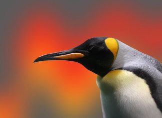 Linux Variant of REvil Ransomware Targets VMware’s ESXi, NAS Devices