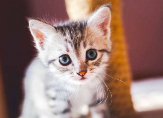 Black Hat: Charming Kitten Leaves More Paw Prints