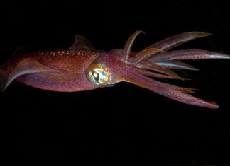 InkySquid State Actor Exploiting Known IE Bugs