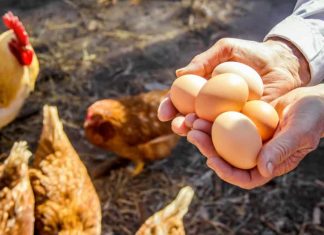 ‘Pay Ransom’ Screen? Too Late, Humpty Dumpty – Podcast