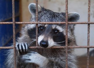 Raccoon Stealer Bundles Malware, Propagates Via Google SEO