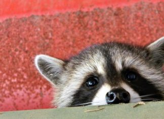 Trash panda as a service: Raccoon Stealer in pursuit of cookies, passwords and cryptocoins