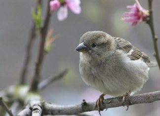 FamousSparrow APT Wings in to Spy on Hotels, Governments