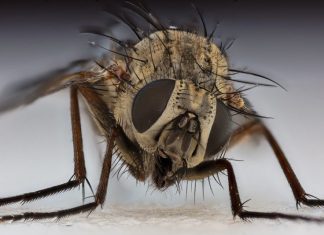 SideWalk Backdoor Linked to China-Linked Spy Group ‘Grayfly’