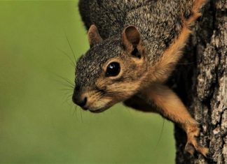 SquirrelWaffle Loader Malspams, Packing Qakbot, Cobalt Strike
