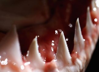 BrakTooth Bluetooth Bugs Bite: Exploit Code, PoC Released