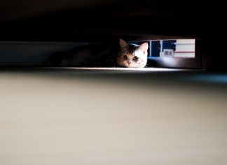 Critical Apache HTTPD Server Bugs Could Lead to RCE, DoS