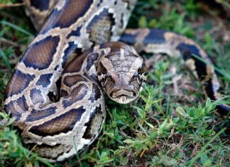 Malicious PyPI Code Packages Rack Up Thousands of Downloads