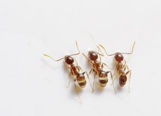 Third Log4J Bug Can Trigger DoS; Apache Issues Patch