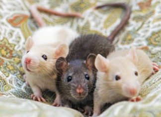Amazon, Azure Clouds Host RAT-ty Trio in Infostealing Campaign
