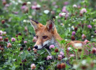 Purple Fox Rootkit Dropped by Malicious Telegram Installers