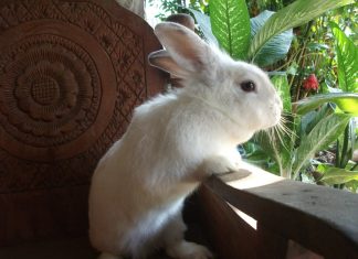 ‘White Rabbit’ Ransomware May Be FIN8’s Latest Tool