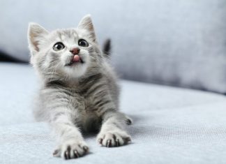 Charming Kitten Sharpens Its Claws with PowerShell Backdoor