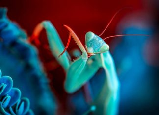 Roaming Mantis Expands Android Backdoor to Europe