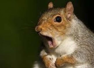 Squirrelwaffle, Microsoft Exchange Server vulnerabilities exploited for financial fraud