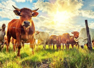 APT41 Spies Broke Into 6 US State Networks via a Livestock App