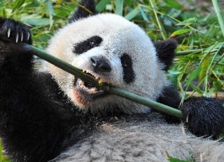 Chinese APT Combines Fresh Hodur RAT with Complex Anti-Detection