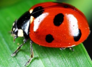 Critical Sophos Security Bug Allows RCE on Firewalls