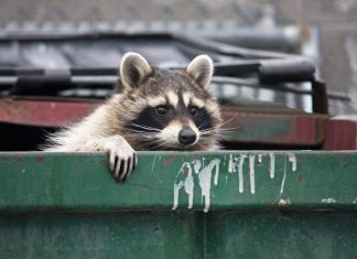 Raccoon Stealer Crawls Into Telegram