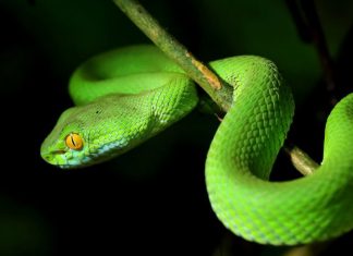 Serpent Backdoor Slithers into Orgs Using Chocolatey Installer