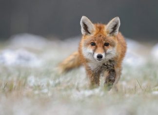 Ukraine Hit with Novel ‘FoxBlade’ Trojan Hours Before Invasion