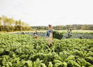 FBI warns food and agriculture to brace for seasonal ransomware attacks
