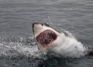 Google Play Bitten by Sharkbot Info-stealer ‘AV Solution’