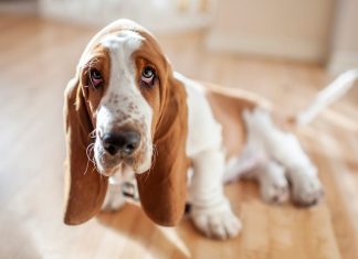 Google want to crack down on pet scams: Here’s what to watch out for