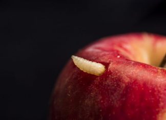 MacOS Malware: Myth vs. Truth – Podcast