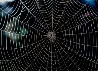 Wizard Spider hackers hire cold callers to scare ransomware victims into paying up
