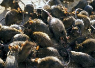 ASyncRat surpasses Dridex, TrickBot and Emotet to become dominant email threat