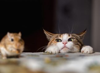Elusive ToddyCat APT Targets Microsoft Exchange Servers