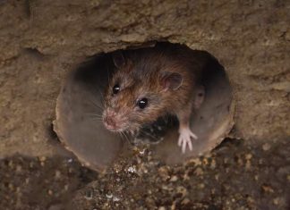 ZuoRAT Can Take Over Widely Used SOHO Routers