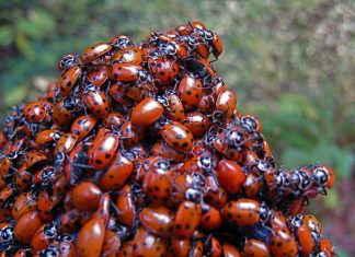 CloudSek launches free security tool that helps users win bug bounty