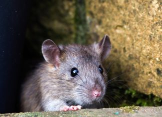 Spoofed Zoom, Google & Skype Meetings Spread Corporate RATs