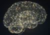 Neural data privacy an emerging issue as California signs protections into law